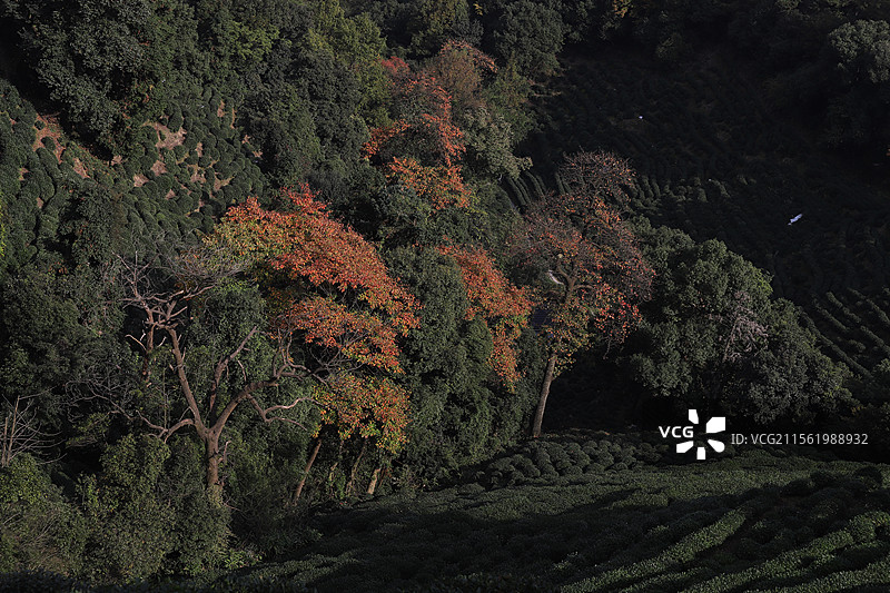 秋天龙井茶山和檫树图片素材
