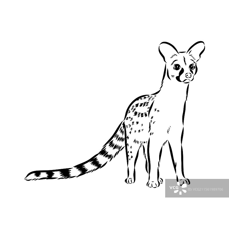 手绘的亚洲果子狸逼真素描图片素材