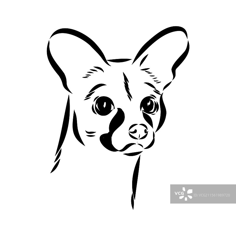 手绘的亚洲果子狸逼真素描图片素材