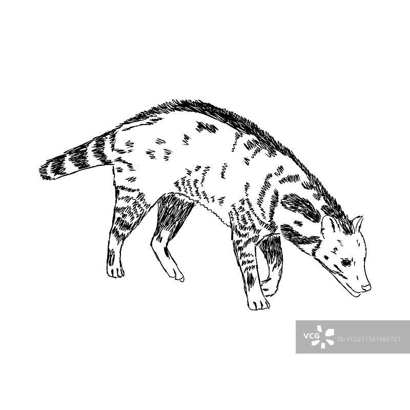 手绘的亚洲果子狸逼真素描图片素材