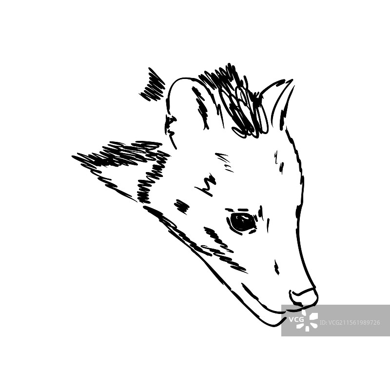 手绘的亚洲果子狸逼真素描图片素材