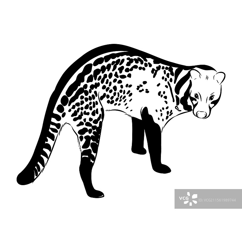 手绘的亚洲棕榈猫逼真素描图片素材