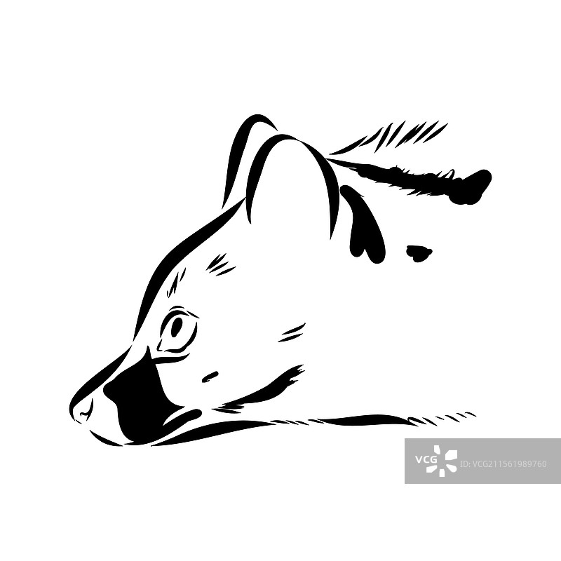 手绘的亚洲果子狸逼真素描图片素材