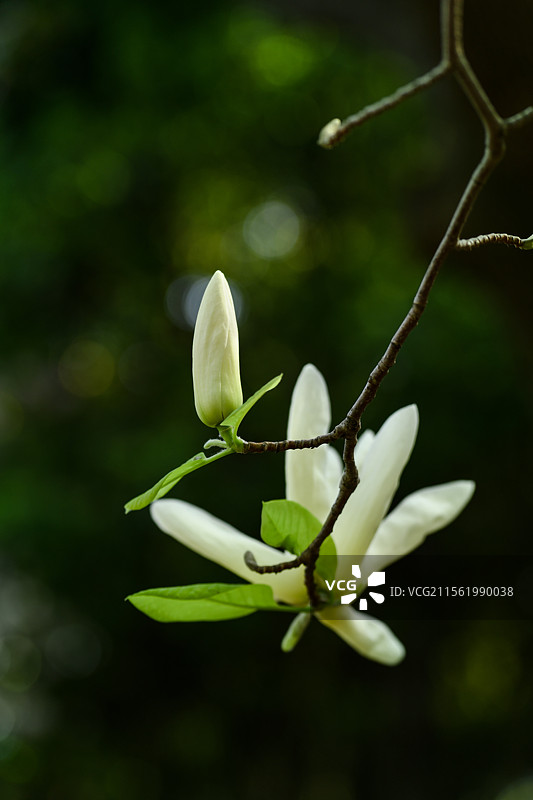 青涩的白玉兰图片素材