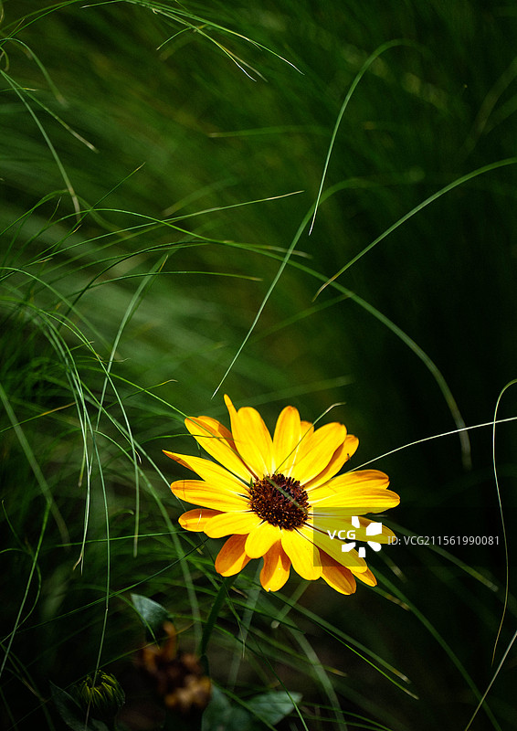 杂草堆里的黄色大丽菊图片素材