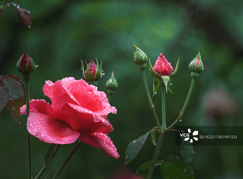 雨中的月季花图片素材