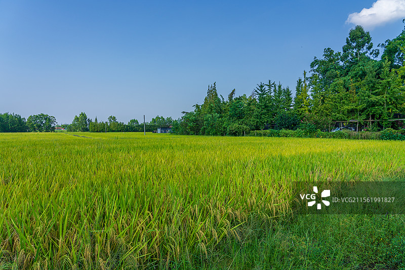 生长中的绿色水稻图片素材