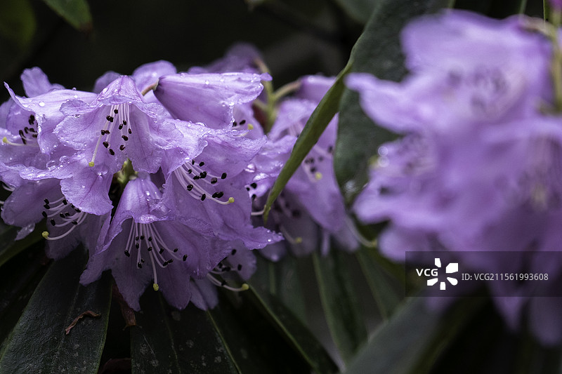 成都周边的高山杜鹃图片素材