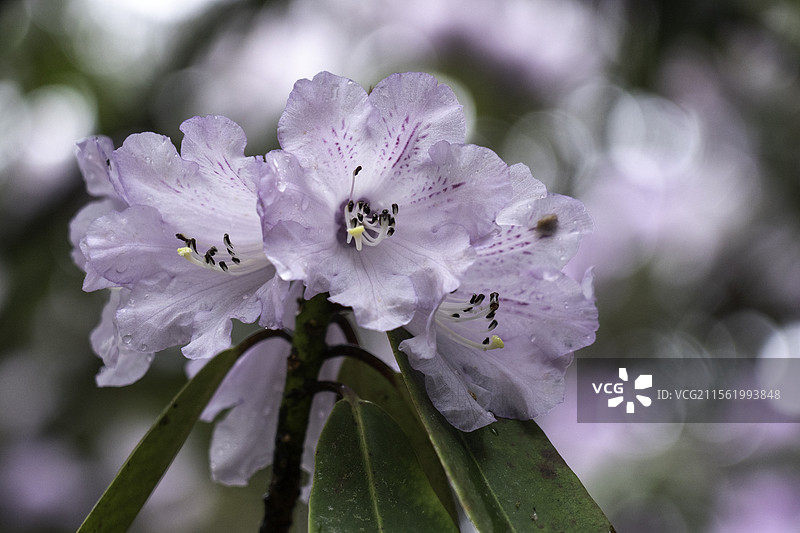 成都周边的高山杜鹃图片素材
