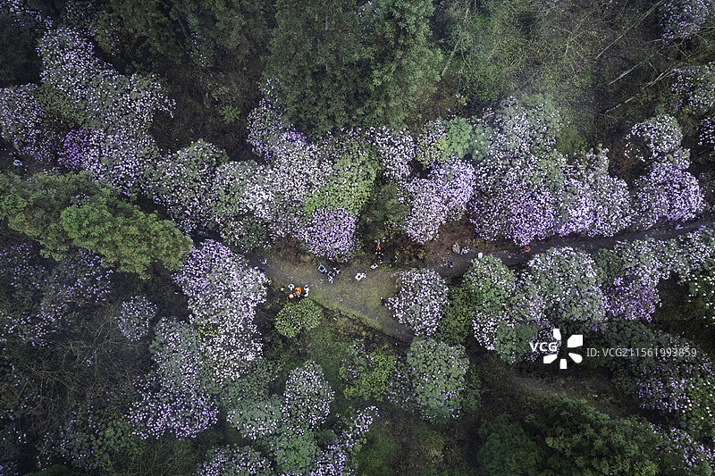 成都周边的高山杜鹃图片素材