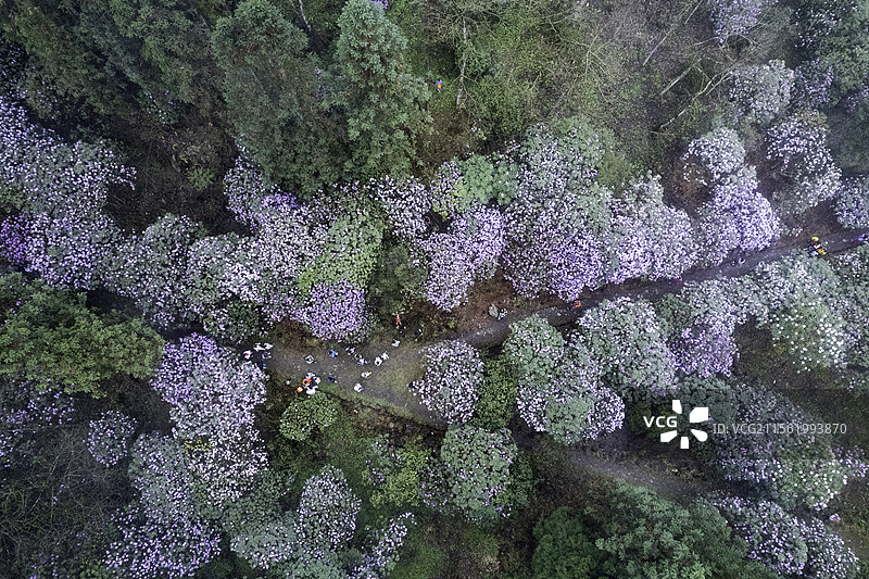 成都周边的高山杜鹃图片素材