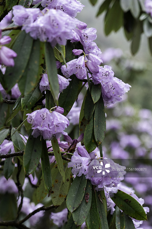 成都周边的高山杜鹃图片素材