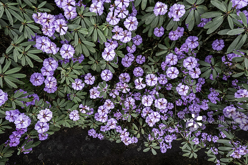 成都周边的高山杜鹃图片素材