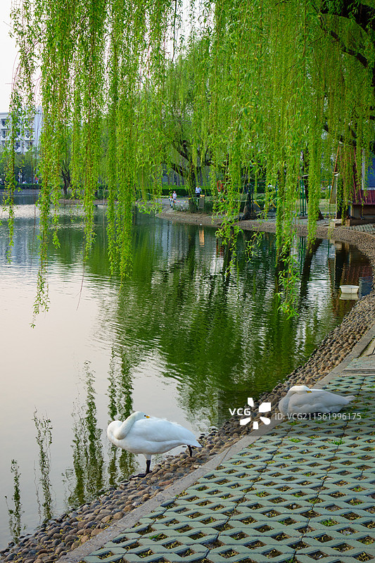 公园里的湖泊与天鹅图片素材