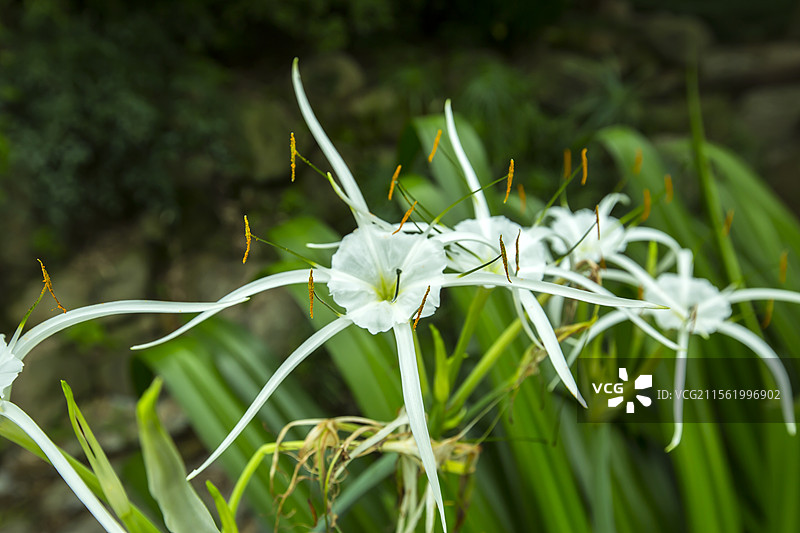 春天白色开花植物图片素材