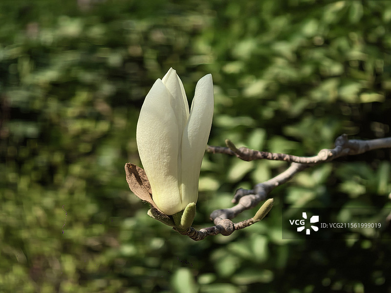 威海环翠楼公园白玉兰图片素材