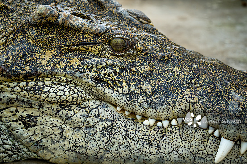 鳄鱼的眼神图片素材