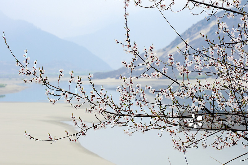 西藏雅鲁藏布大峡谷沿途春色风光桃花江面沙滩牛远山图片素材