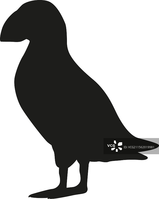 北极鸟：黑白色的海雀图片素材