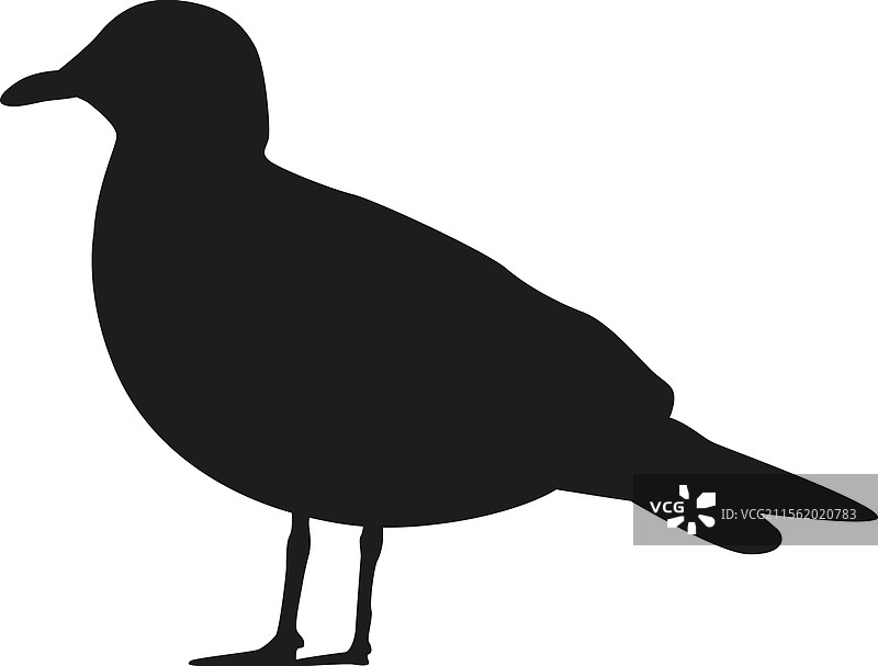 沙丘鹬 北极鸟图片素材