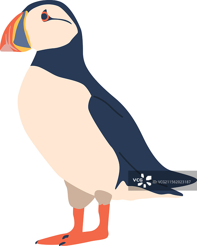 北极鸟海雀图片素材