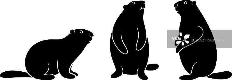 土拨鼠图片素材