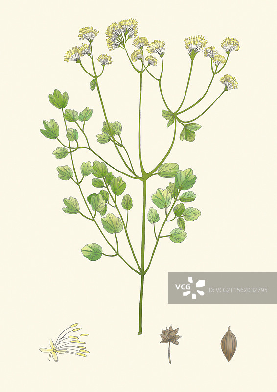 唐松草植物插画图片素材