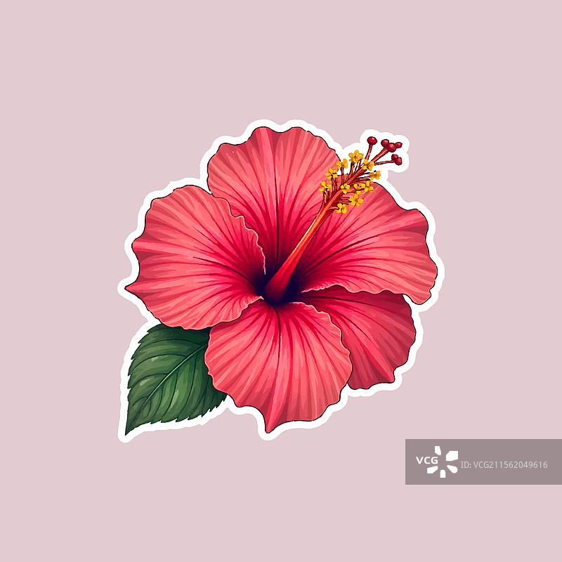 美丽的芙蓉花贴纸图片素材