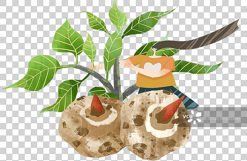 采摘农作物魔芋插画元素图片素材