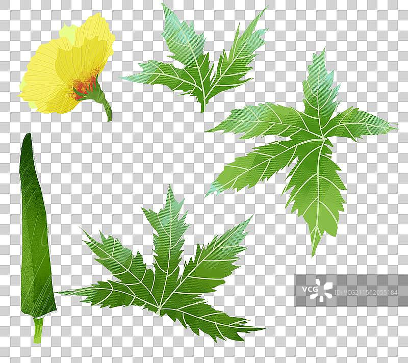 蔬菜秋葵插画元素图片素材