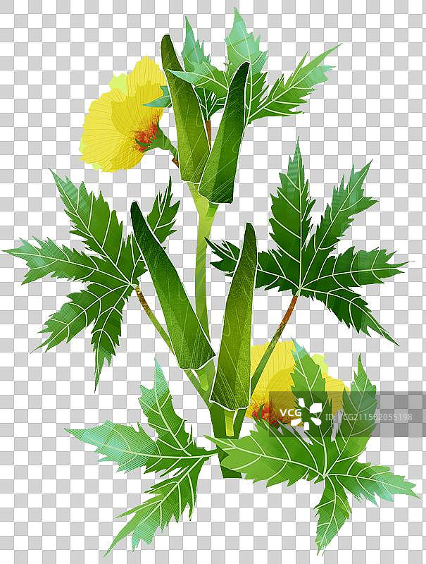 蔬菜秋葵插画元素图片素材