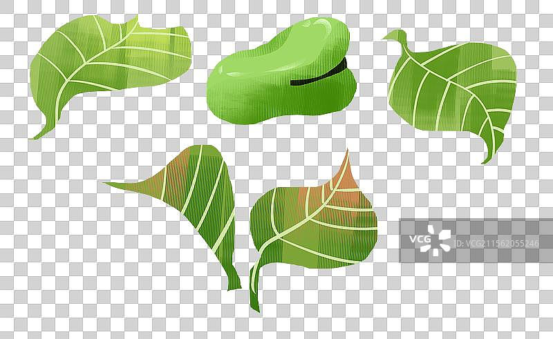 农作物蚕豆插画元素图片素材