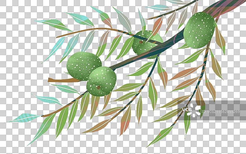 坚果核桃插画元素图片素材