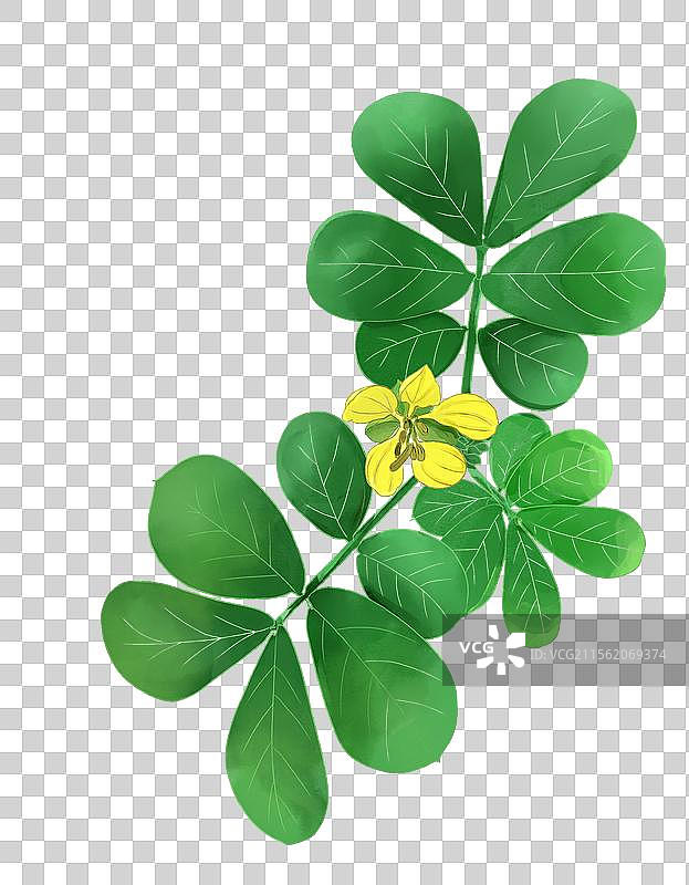 决明水彩图片素材