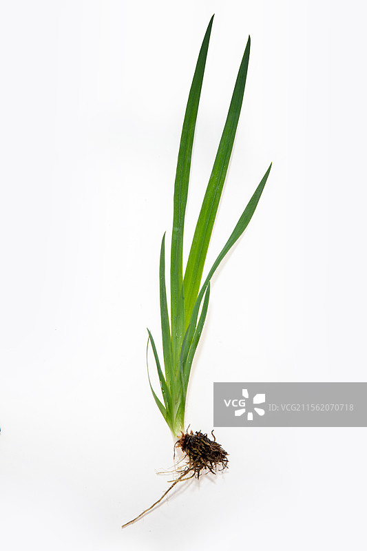 白色背景上的石菖蒲植株图片素材