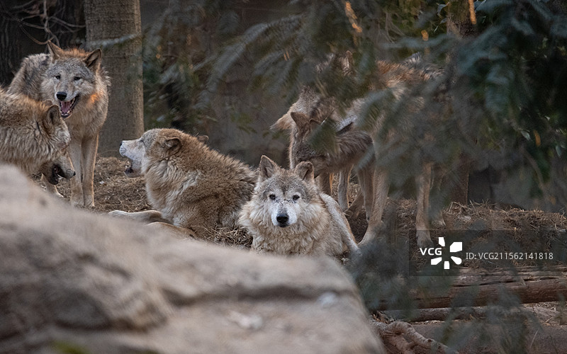 南京市红山动物园图片素材