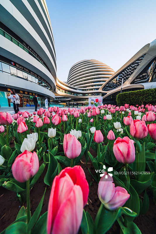 现代建筑与郁金香图片素材