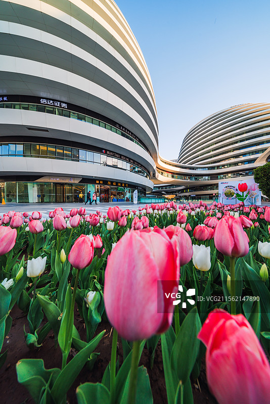 现代建筑与郁金香图片素材