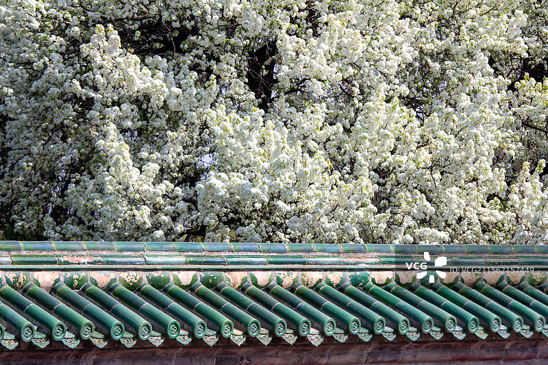 天坛公园盛开的杜梨前的琉璃瓦图片素材