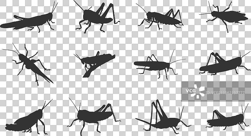 蚂蚱剪影插图图片素材