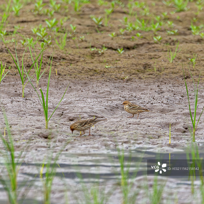 红喉鹨图片素材