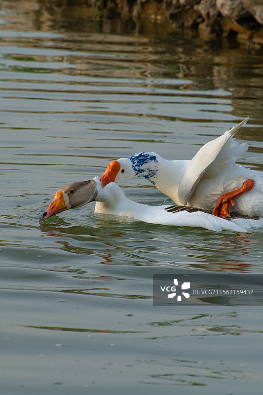西北农林科技大学的天鹅们图片素材