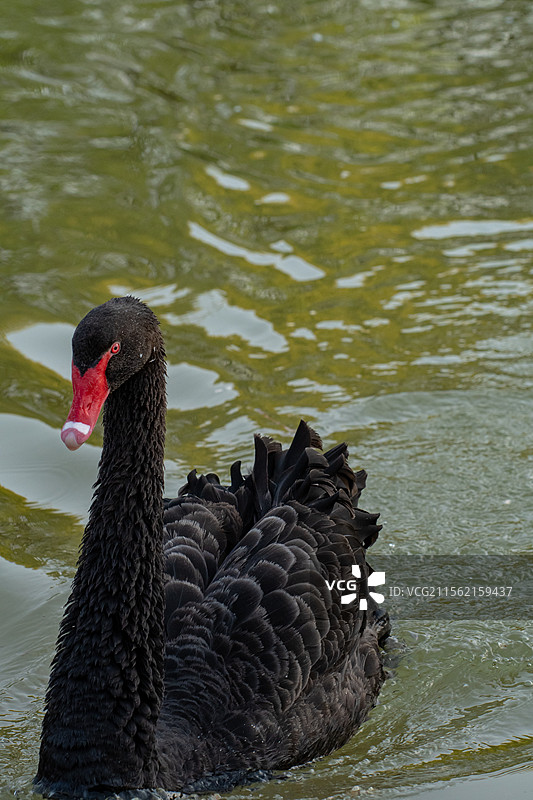 西北农林科技大学的天鹅们图片素材
