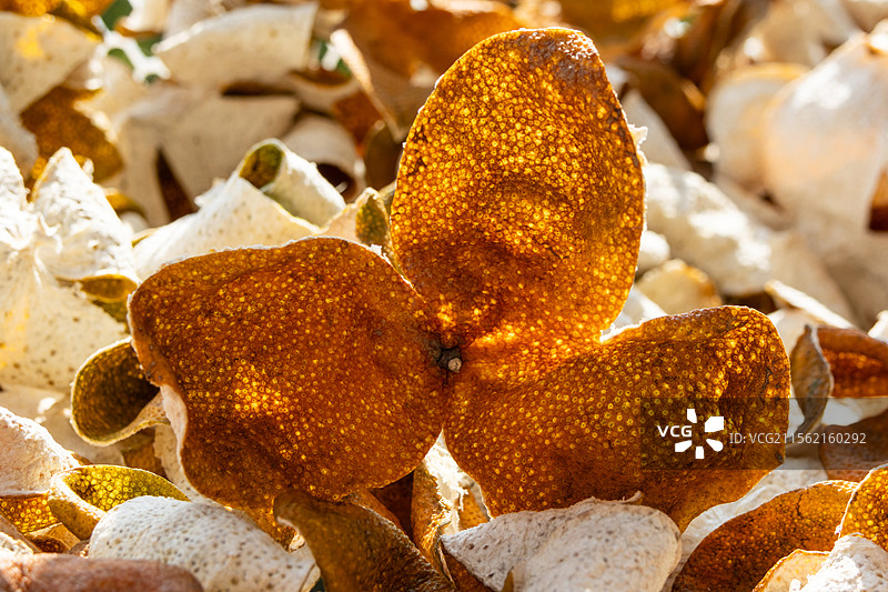 广东江门新会陈皮图片素材