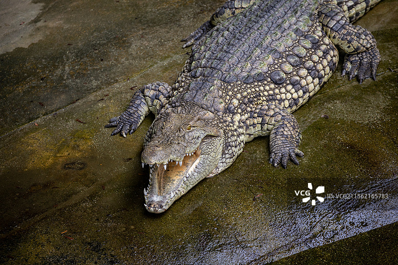 亚洲日本爱知县名古屋东山动植物园图片素材