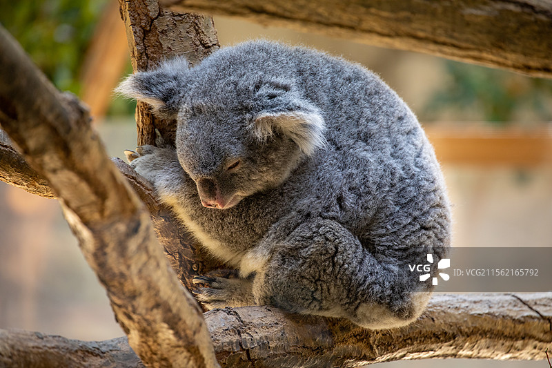 亚洲日本爱知县名古屋东山动植物园图片素材