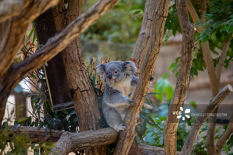 亚洲日本爱知县名古屋东山动植物园图片素材