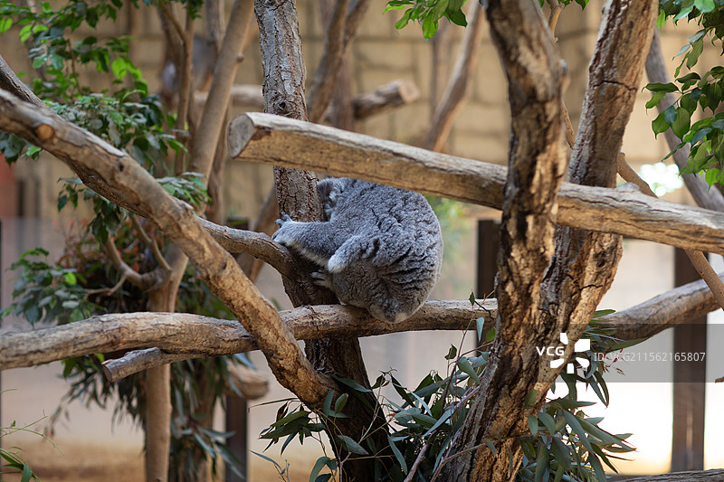 亚洲日本爱知县名古屋东山动植物园图片素材