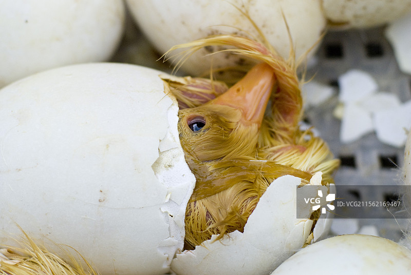 即将出壳的小鸭，幼小的生命图片素材