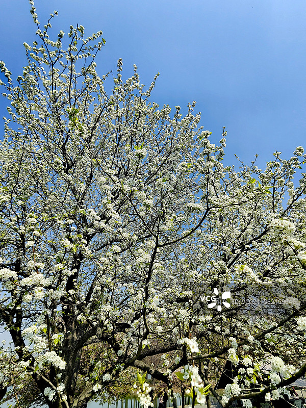 杜梨花图片素材